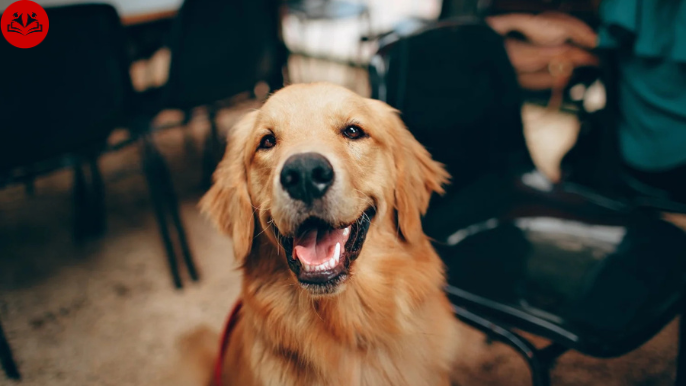 costco pet insurance canada
